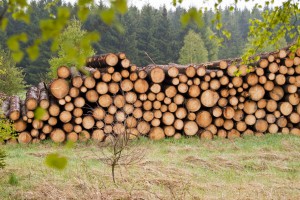 Pionierski projekt wspierania firm z sektora drzewnego